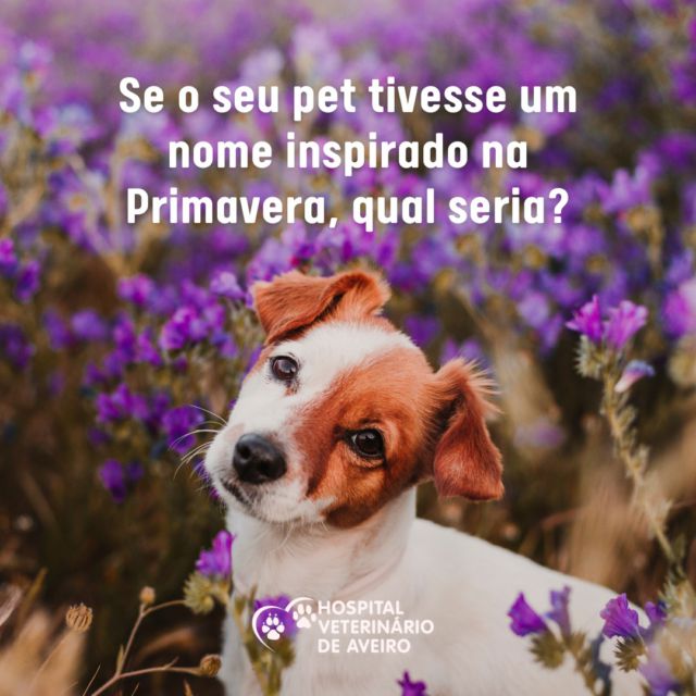 Quem tem pets com nome de Primavera desse lado? 🥰 Conte-nos o seu favorito! 🌻

#aveiro #gatosdeaveiro #caesdeaveiro #portuguesedogscommunity #patudoscompanyportugal